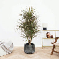 Dracaena biocolor vertakt - 160 cm
