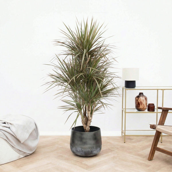 Dracaena biocolor vertakt - 160 cm kopen bij Green Bubble