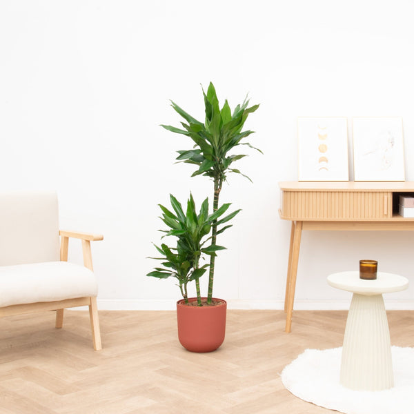 Dracaena Janet Lind - 130cm kopen bij Green Bubble