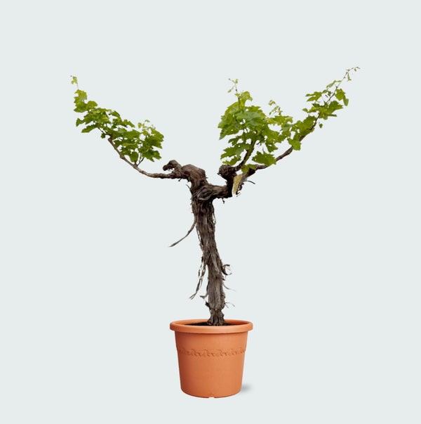 Druivenboom (Vitis Vinifera Bianca) - 200cm kopen bij Green Bubble