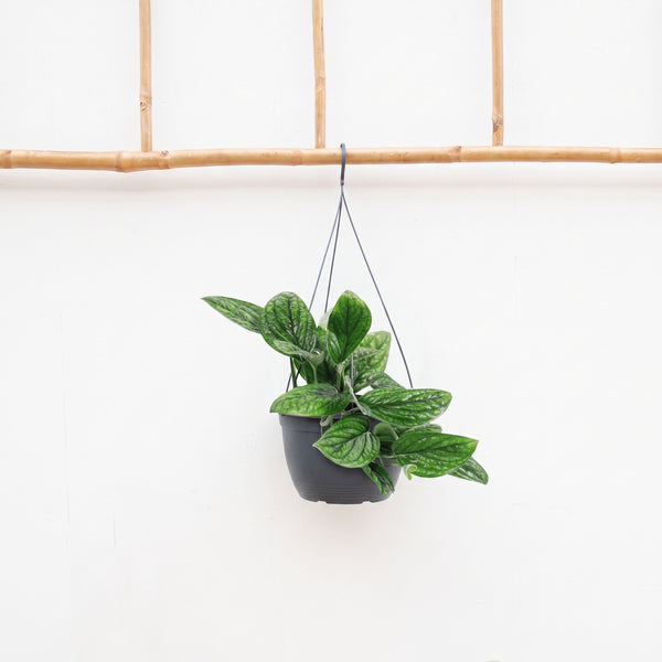 Epipremnum pinnatum 'Marble Planet' hangplant - 30cm kopen bij Green Bubble