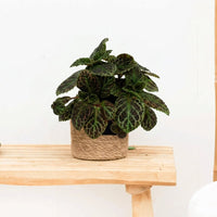 Episcia Cupreata - 20cm