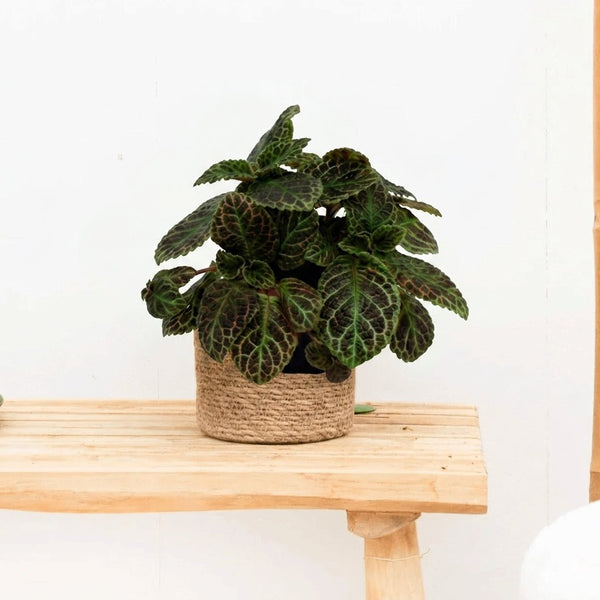 Episcia Cupreata - 20cm kopen bij Green Bubble