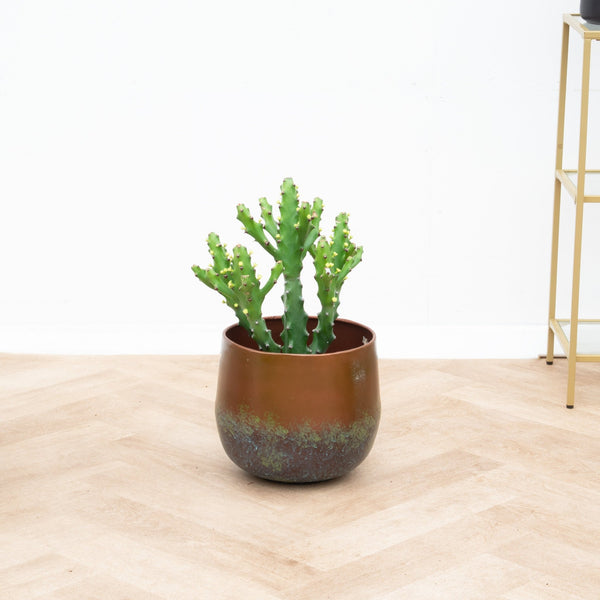 Euphorbia Mayuranathani - 50 cm kopen bij Green Bubble