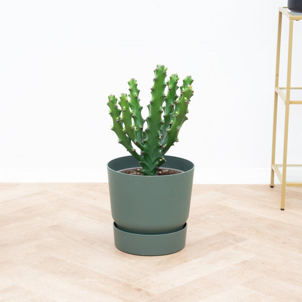 Euphorbia Mayuranathani - 60 cm kopen bij Green Bubble