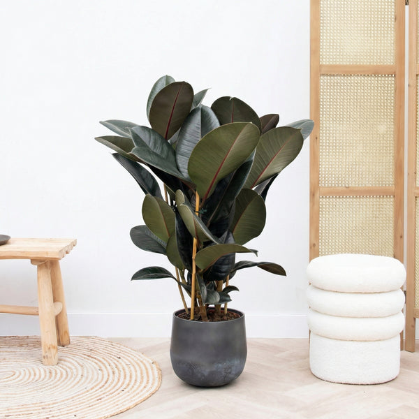 Ficus Abidjan struik - 80cm kopen bij Green Bubble