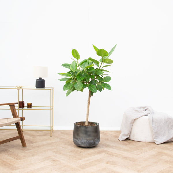 Ficus Altissima Variegata - 130cm kopen bij Green Bubble