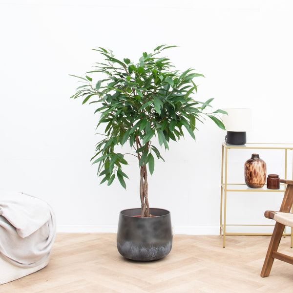 Ficus Amstel King op stam - 130cm kopen bij Green Bubble