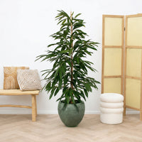 Ficus Amstel King struik - 160cm