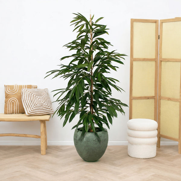 Ficus Amstel King struik - 160cm kopen bij Green Bubble