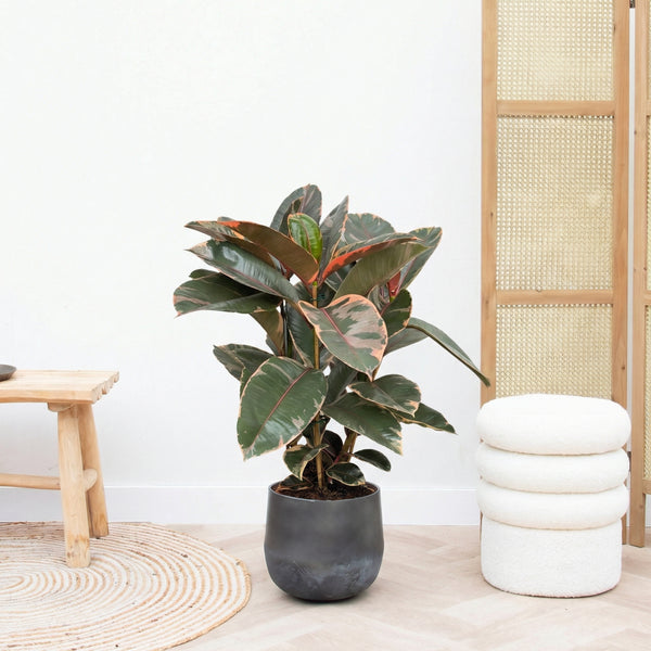 Ficus Belize struik - 80cm kopen bij Green Bubble