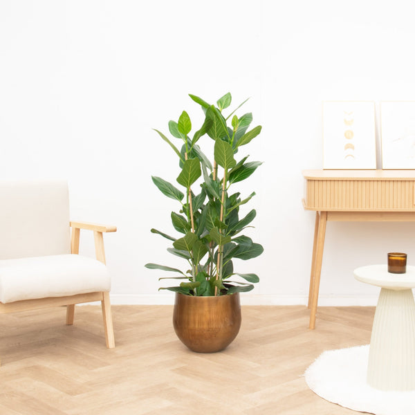 Ficus Benghalensis Audrey struik - 100cm kopen bij Green Bubble