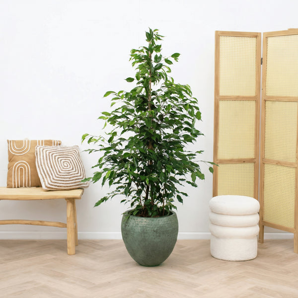 Ficus Benjamina Exotica - 150cm kopen bij Green Bubble