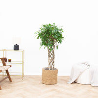 Ficus Benjamina flätad matta - 120 cm