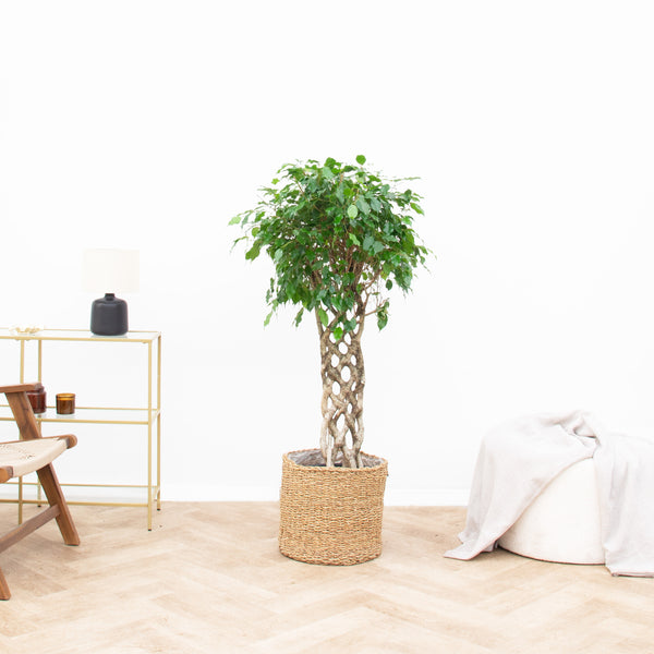 Ficus Benjamina gevlochten mat - 120cm kopen bij Green Bubble
