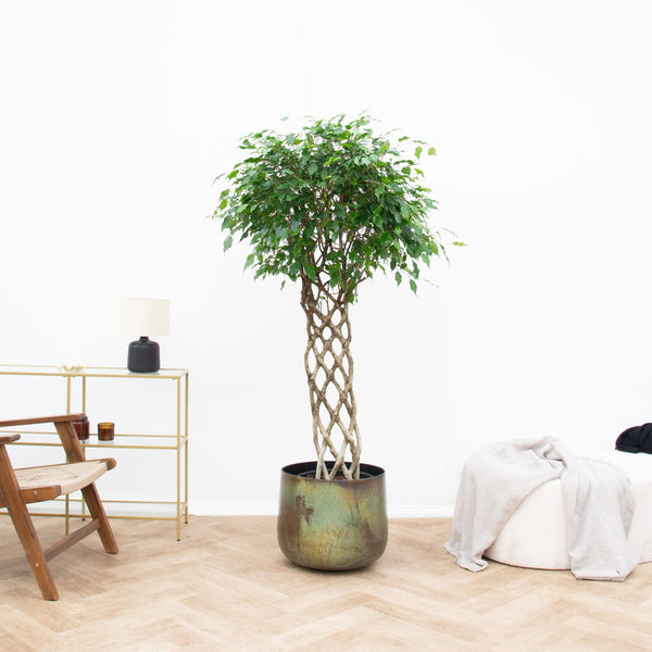 Ficus Benjamina gevlochten mat - 180 cm kopen bij Green Bubble