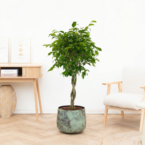 Ficus Benjamina gevlochten stam - 120 cm kopen bij Green Bubble