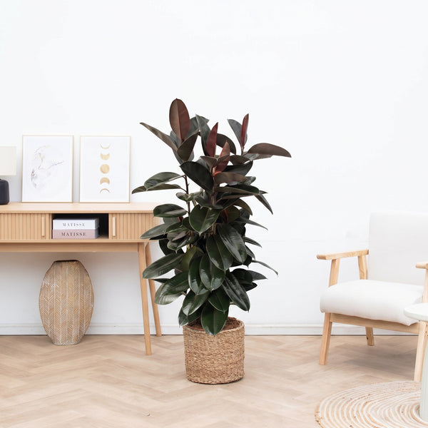 Ficus Elastica Abidjan struik - 150cm kopen bij Green Bubble