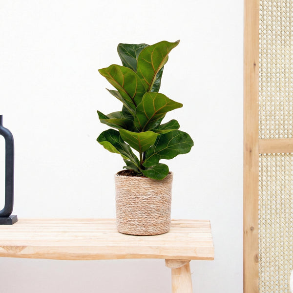 Ficus Lyrata bambino - 40 cm kopen bij Green Bubble