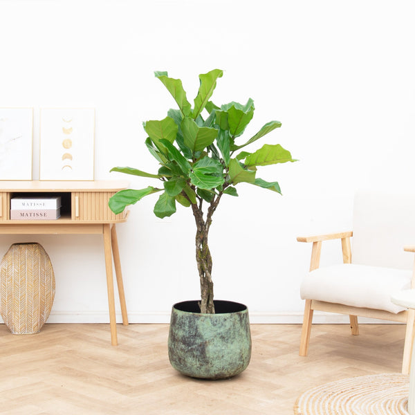 Ficus Lyrata gevlochten stam - 140 cm kopen bij Green Bubble