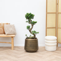 Ficus Microcarpa Ginseng S-form - 80cm