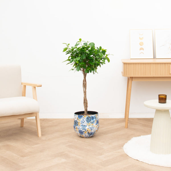 Ficus Moclame gevlochten stam - 100 cm kopen bij Green Bubble