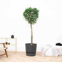 Ficus Nitida op stam - 220cm