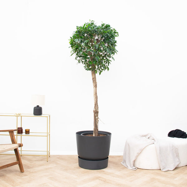 Ficus Nitida op stam - 220cm kopen bij Green Bubble