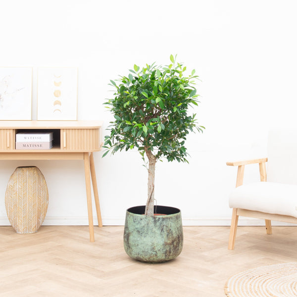 Ficus Nitida op stam - 150cm kopen bij Green Bubble