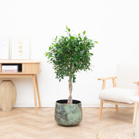 Ficus Nitida gevlochten stam - 120 cm