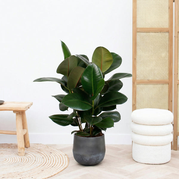 Ficus Robusta struik - 80cm kopen bij Green Bubble
