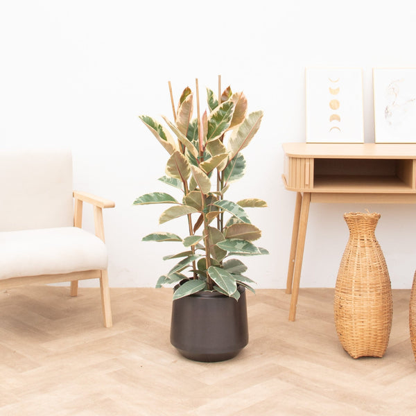 Ficus Tineke struik - 120cm kopen bij Green Bubble