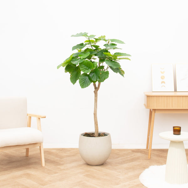Ficus Umbellata - 140cm kopen bij Green Bubble