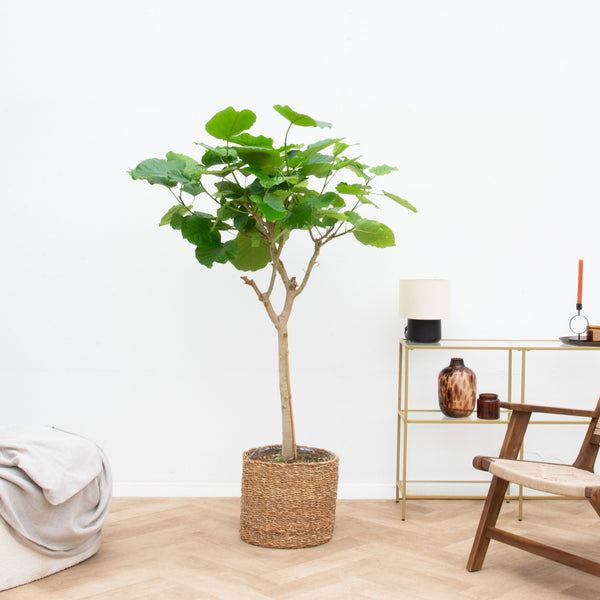 Ficus Umbellata - 150cm kopen bij Green Bubble