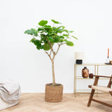 Product afbeelding 2