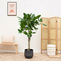 Ficus Benghalensis audrey gevlochten stam - 120cm