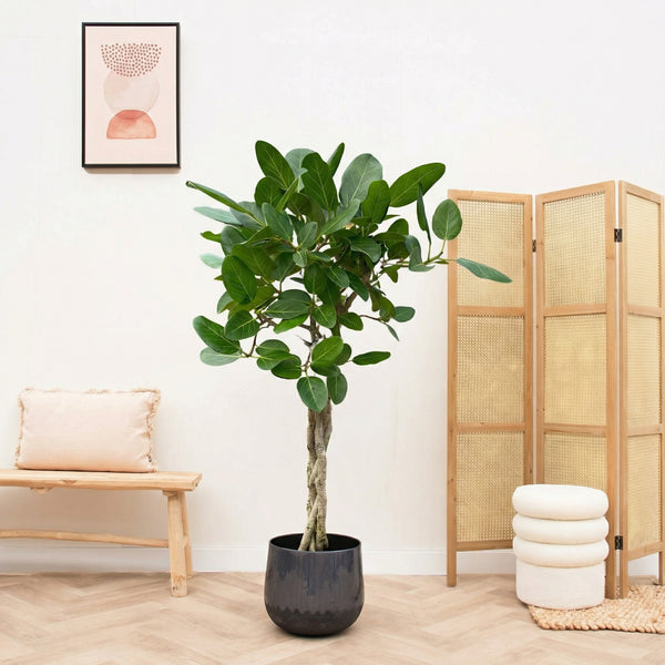 Ficus Benghalensis audrey gevlochten stam - 120cm kopen bij Green Bubble