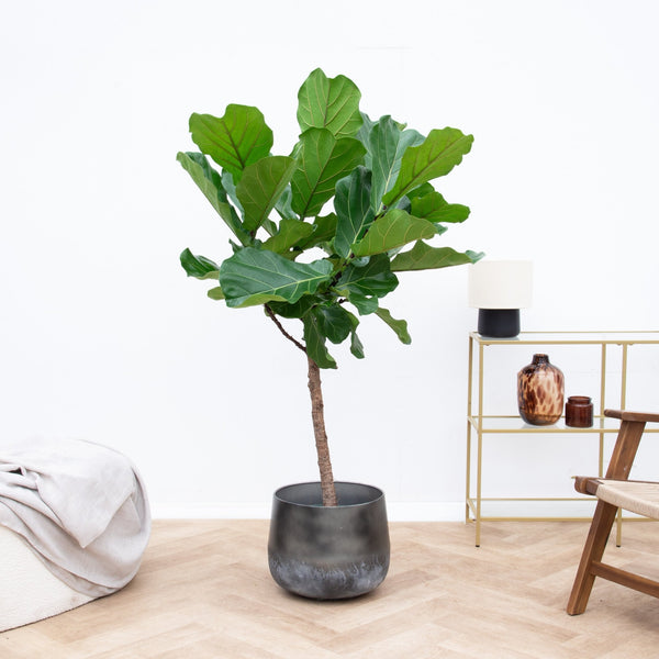 Ficus Lyrata boom - 160cm kopen bij Green Bubble