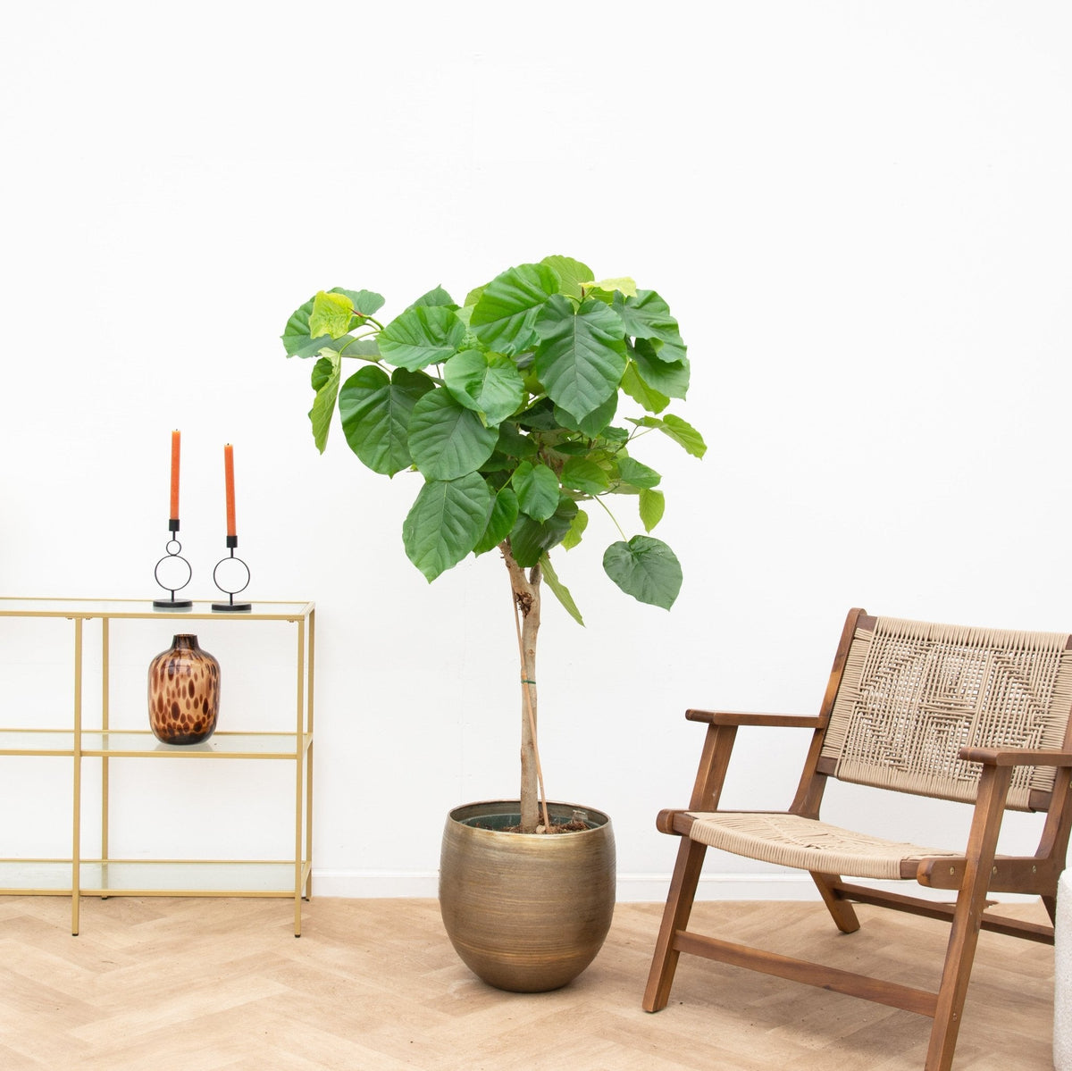 Ficus Umbellata Care verzorging - Green Bubble
