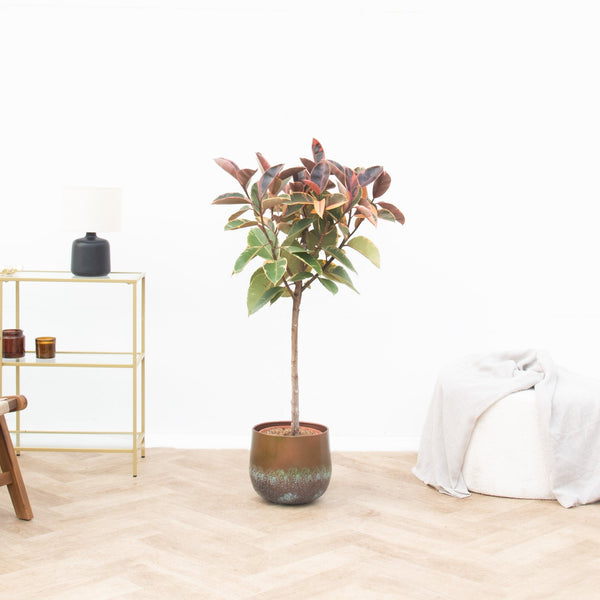 Ficus Elastica Belize op stam - 130cm kopen bij Green Bubble