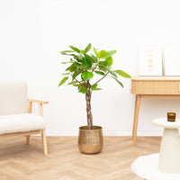 Ficus Benghalensis Altissima gevlochten stam - 120cm