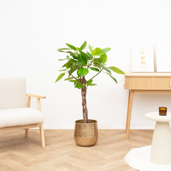 Ficus Benghalensis Altissima gevlochten stam - 120cm kopen bij Green Bubble