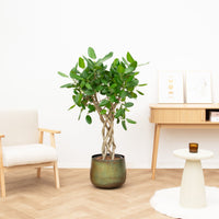 Ficus benghalensis cilinder - 150 cm