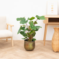 Homalomena Maggy - 60 cm