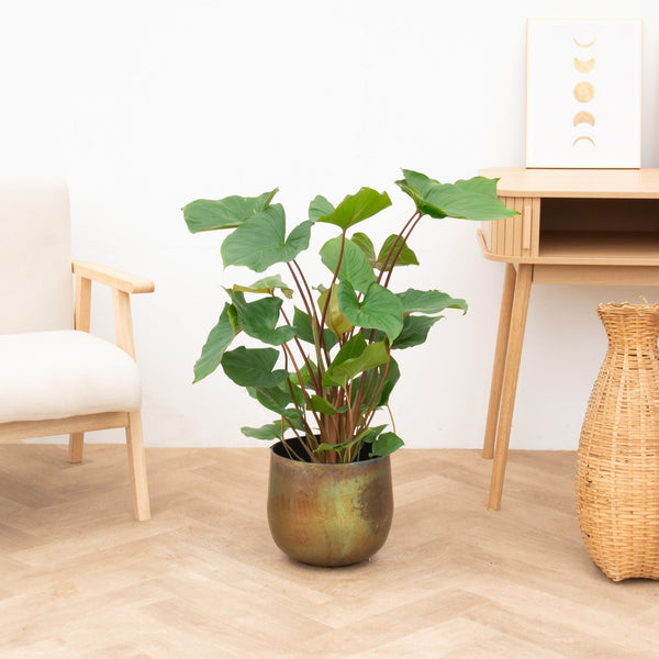 Homalomena Maggy - 60 cm kopen bij Green Bubble