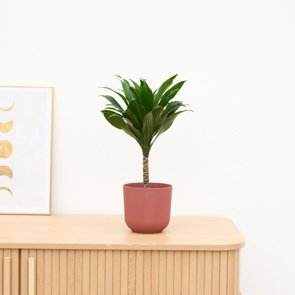 Dracaena Janet Craig op stam - 40cm kopen bij Green Bubble