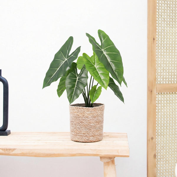 Kunst Alocasia Polly - 40cm kopen bij Green Bubble