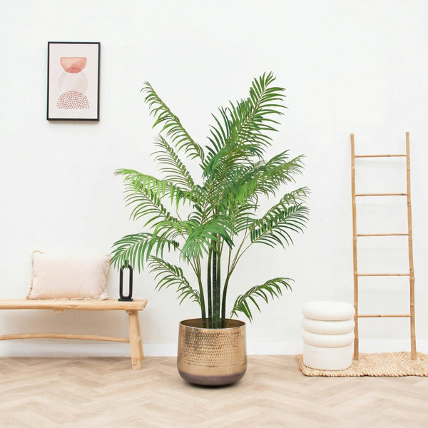Kunst Areca - 190cm kopen bij Green Bubble