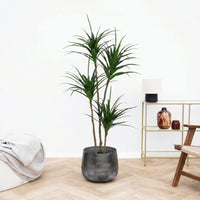 Kunst Dracaena - 165cm