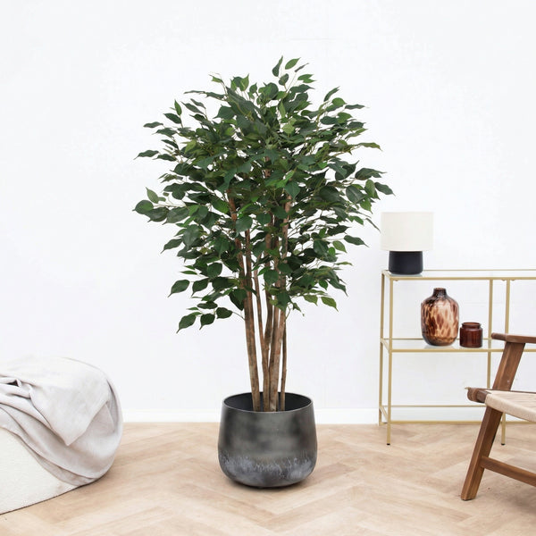 Kunst Ficus Benjamina - 150cm kopen bij Green Bubble